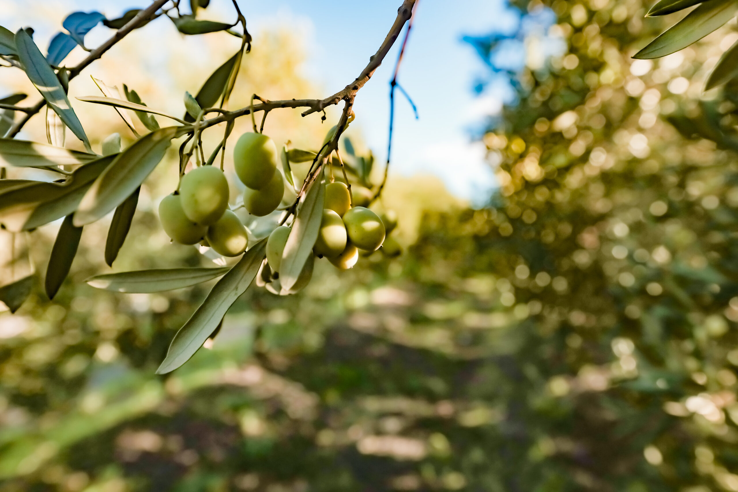 IFFCO Launches the Region’s First Carbon-Neutral Olive Oil Product by Rahma