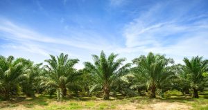 IFFCO milestones: 100% of palm-based processing facilities certified by Roundtable on Sustainable Palm Oil (RSPO)